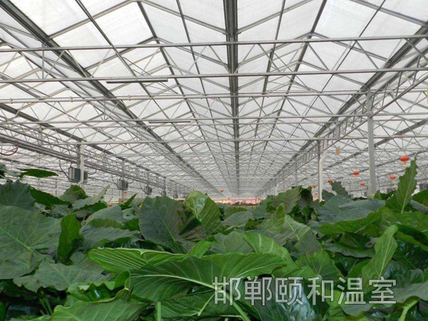 連棟陽光板溫室 (10)